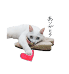 王族に愛された猫（個別スタンプ：31）