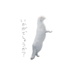 王族に愛された猫（個別スタンプ：34）
