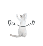 王族に愛された猫（個別スタンプ：35）