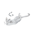 王族に愛された猫（個別スタンプ：36）