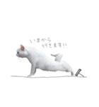 王族に愛された猫（個別スタンプ：37）