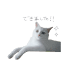 王族に愛された猫（個別スタンプ：40）