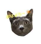 ボクつみれ！！！！（個別スタンプ：11）