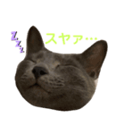 ボクつみれ！！！！（個別スタンプ：12）