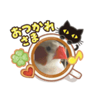 キンカチョウのcちゃんと仲間たち（個別スタンプ：6）