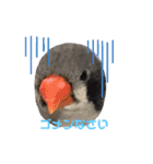 キンカチョウのcちゃんと仲間たち（個別スタンプ：7）