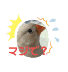 キンカチョウのcちゃんと仲間たち（個別スタンプ：9）
