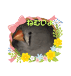 キンカチョウのcちゃんと仲間たち（個別スタンプ：11）