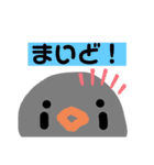 キンカチョウのcちゃんと仲間たち（個別スタンプ：13）