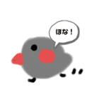 キンカチョウのcちゃんと仲間たち（個別スタンプ：16）