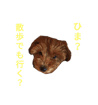 トイプードルのにこさん（個別スタンプ：4）
