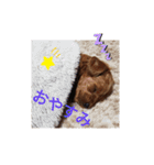 トイプードルのにこさん（個別スタンプ：8）