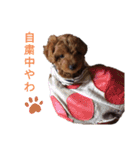トイプードルのにこさん（個別スタンプ：9）