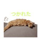 トイプードルのにこさん（個別スタンプ：10）