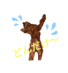 トイプードルのにこさん（個別スタンプ：14）