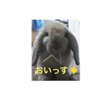 うさぎのしゅん（個別スタンプ：1）