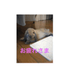 うさぎのしゅん（個別スタンプ：2）