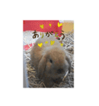 うさぎのしゅん（個別スタンプ：3）