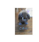 うさぎのしゅん（個別スタンプ：4）