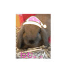 うさぎのしゅん（個別スタンプ：7）