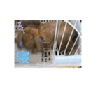 うさぎのしゅん（個別スタンプ：8）