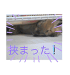 うさぎのしゅん（個別スタンプ：9）