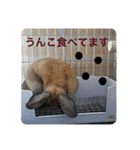 うさぎのしゅん（個別スタンプ：10）