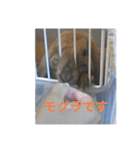 うさぎのしゅん（個別スタンプ：11）