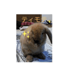 うさぎのしゅん（個別スタンプ：15）