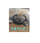 うさぎのしゅん（個別スタンプ：16）