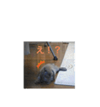 うさぎのしゅん（個別スタンプ：17）