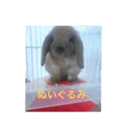 うさぎのしゅん（個別スタンプ：21）