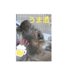 うさぎのしゅん（個別スタンプ：22）
