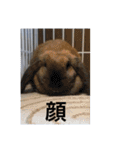 うさぎのしゅん（個別スタンプ：23）