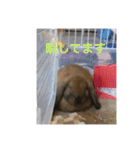 うさぎのしゅん（個別スタンプ：24）
