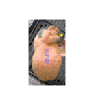 うさぎのしゅん（個別スタンプ：25）