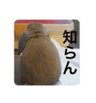 うさぎのしゅん（個別スタンプ：29）