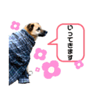 さくら(たまにりん)スタンプ！（個別スタンプ：9）