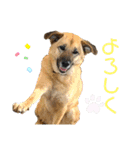 さくら(たまにりん)スタンプ！（個別スタンプ：12）