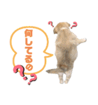 さくら(たまにりん)スタンプ！（個別スタンプ：13）