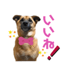 さくら(たまにりん)スタンプ！（個別スタンプ：17）