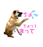さくら(たまにりん)スタンプ！（個別スタンプ：32）