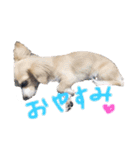 はなちゃんゆずちゃん（個別スタンプ：2）