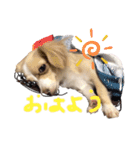 はなちゃんゆずちゃん（個別スタンプ：7）