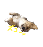 はなちゃんゆずちゃん（個別スタンプ：16）