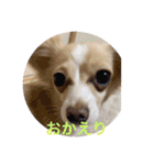 はなちゃんゆずちゃん（個別スタンプ：26）