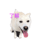 はなちゃんゆずちゃん（個別スタンプ：30）