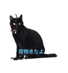 はなちゃんゆずちゃん（個別スタンプ：31）