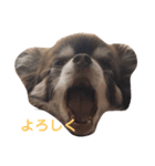 everyday ちょこ太（個別スタンプ：20）