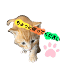 たなカフェ ネコ（個別スタンプ：9）